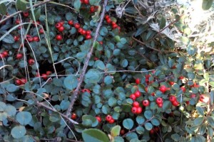 Crvene bobice Cotoneastera