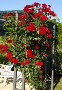 Ruža penjačica, Vrt - Express