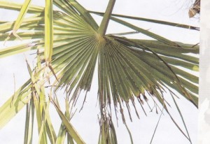 Izgriženo lišće palme