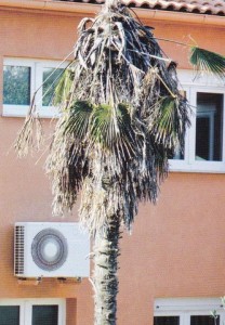 Sušenje cijele palme