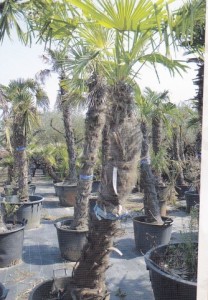 Iskrivljeni rast palme