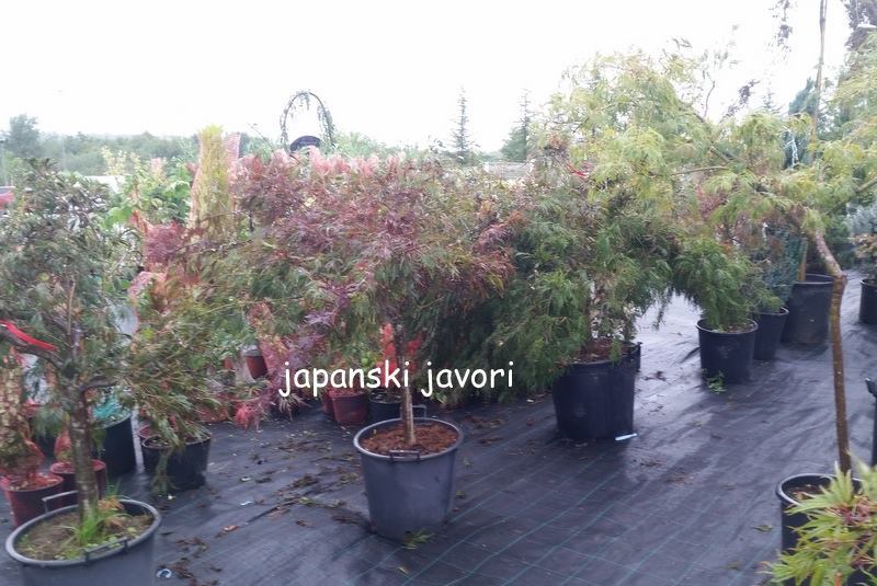 Japanski javor