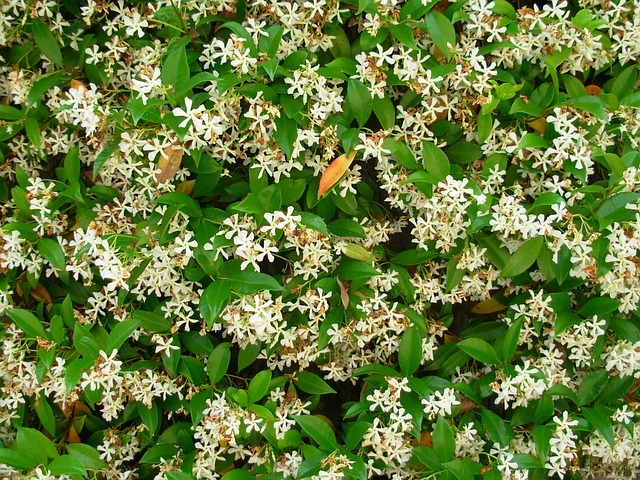Zimski jasmin, Rhyncospermum jasminoides