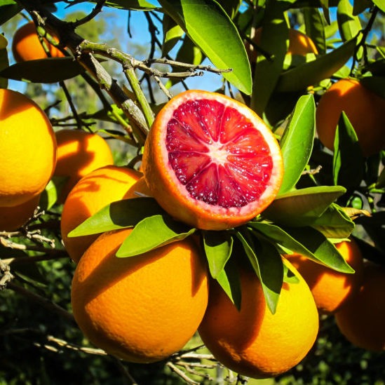  Crvena naranče – Citrus x sinensis ˝Sanguinello˝